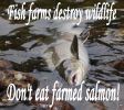 Norwegian Salmon Association, saving the wild Atlandic Salmon