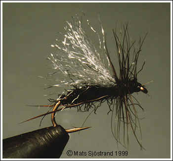 Black Thorn, (Hawthorn fly)