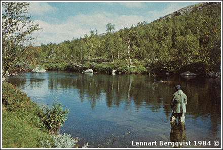 Bild på sikflugfiske i norska Hola.  Foto av Lennart Bergqvist