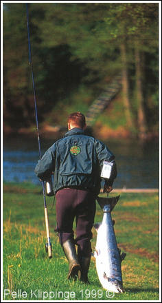 Bildtext: På släp. Fångstman och storlax efter lyckat fiske i Mörrumsån.