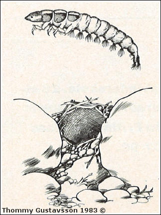 Nätspinnande nattsländelarv av familjen Hydropsychidae.