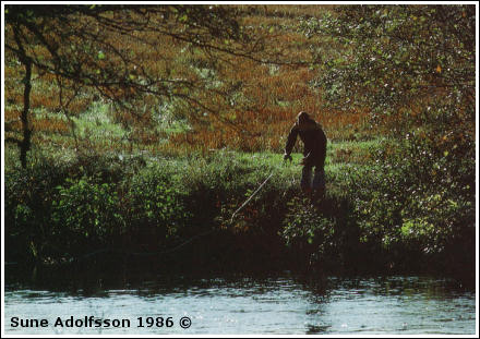 Flugfiske med myrimitaion, av Sune Adolfsson 1986 ©