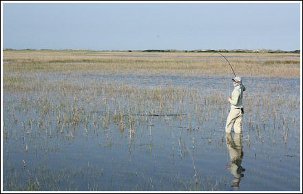 Wade-fishing in the Spartina Grass