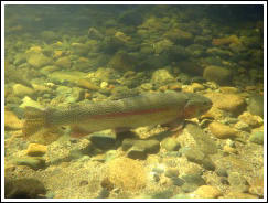 Ranbow trout under water photo