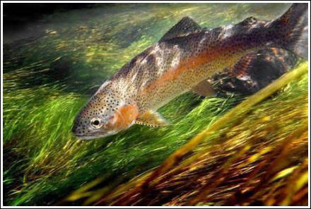 Ranbow trout under water photo
