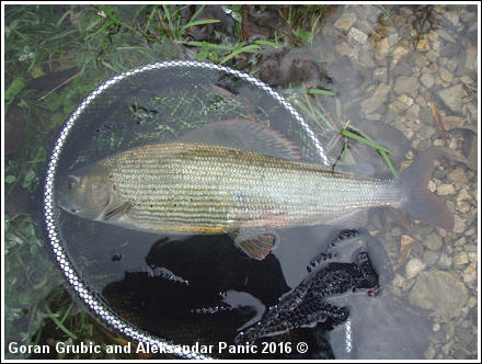 Grayling on BWO fly