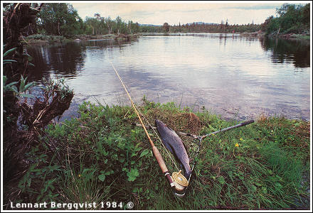 Sömåa, foto av Lennart Bergqvist © 1984