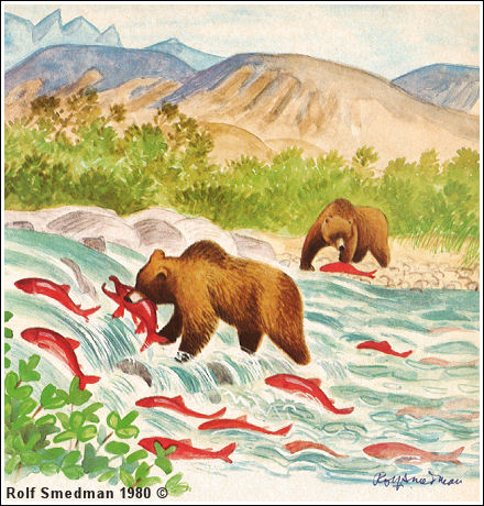 Fiskande björnar vid Dream Creek i Alaska
