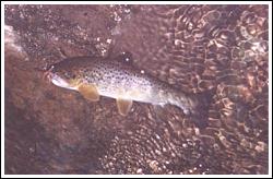 Brown trout with a Hairy Sedge in its mouth