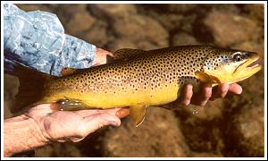 A nice Brown trout taken in section B