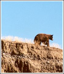 Bear at Big Horn river