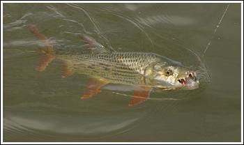 Tigerfish, photo by Brian Worsley