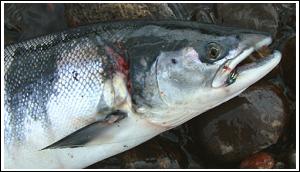 Salmon badly injured by net