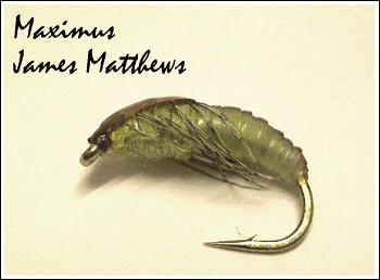 Maximus, by James Matthews