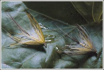 Cathal Rush Mayfly og French Partridge Mayfly, foto av Gerben Groustra