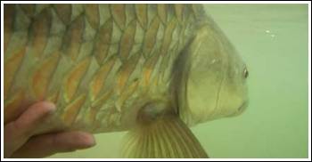 Under water photo of Mahseer ready for release, by Misty Dhillon © 2007