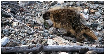 Porcupine, photo by Hans van Klinken